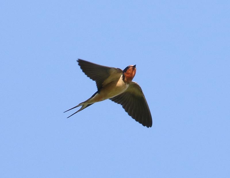Mystery bird to be identified