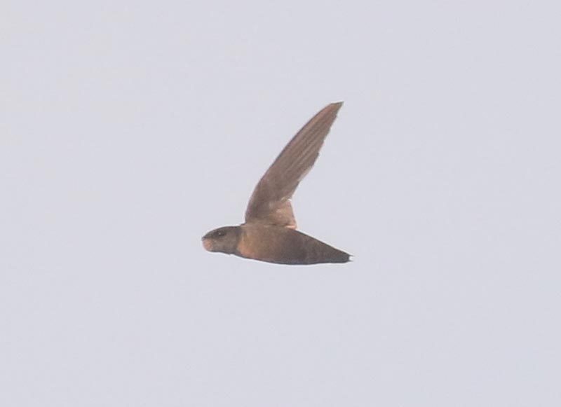 Mystery bird to be identified