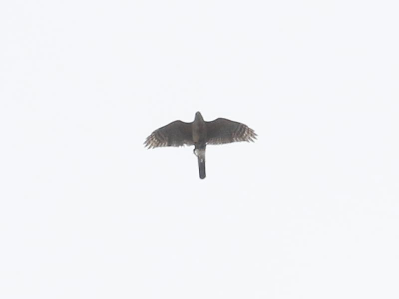 Mystery bird to be identified