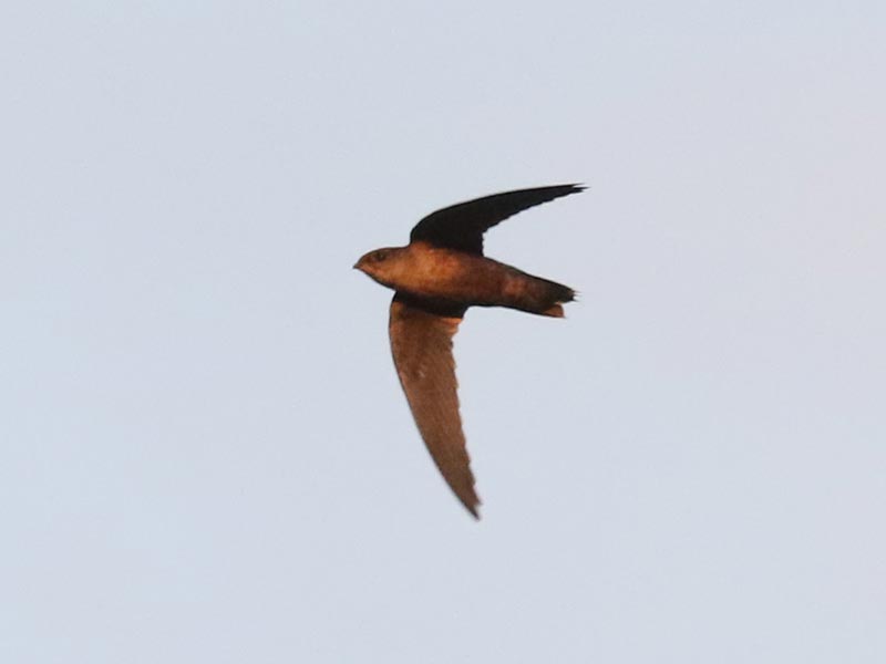 Mystery bird to be identified