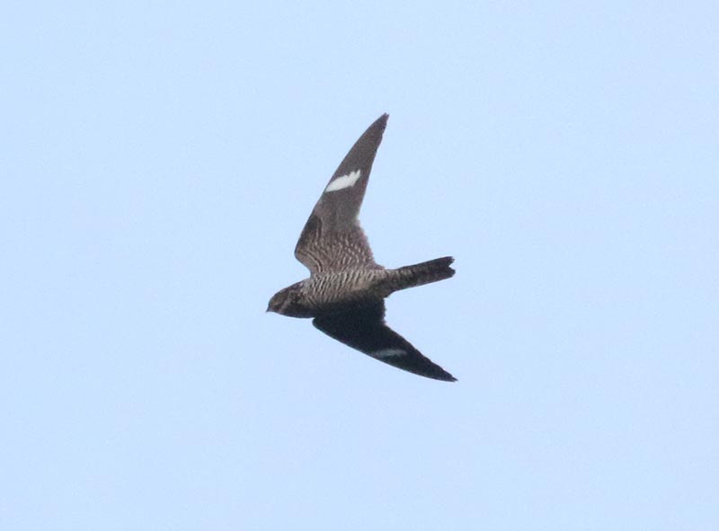 Mystery bird to be identified