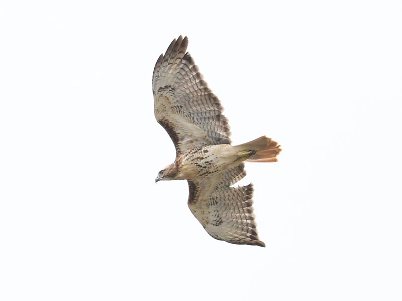 Mystery bird to be identified