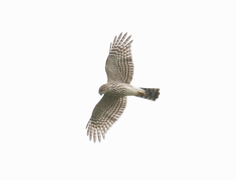Mystery bird to be identified
