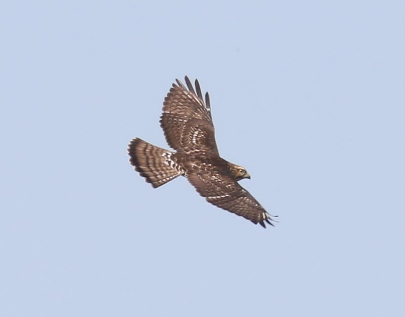 Mystery bird to be identified
