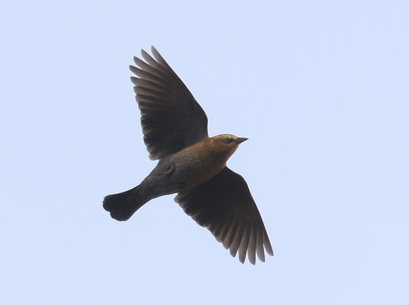 Mystery bird to be identified