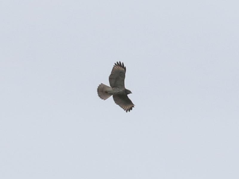 Mystery bird to be identified