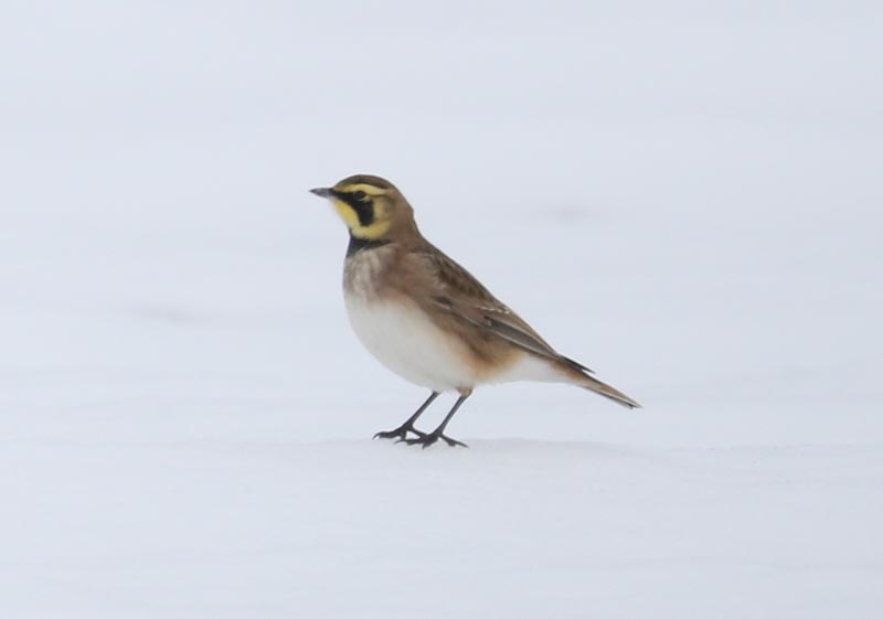 Mystery bird to be identified