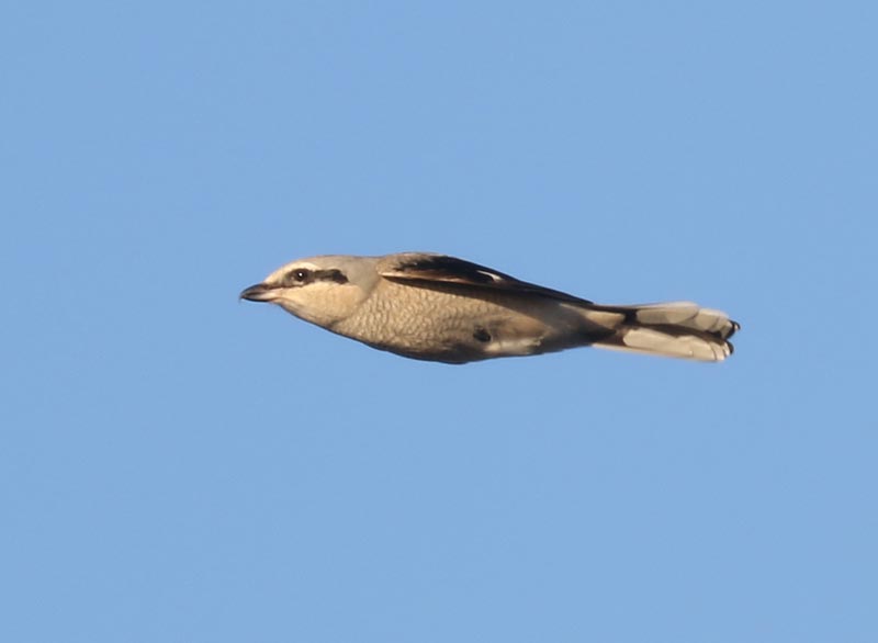Mystery bird to be identified