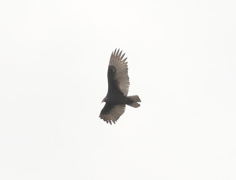 Mystery bird to be identified