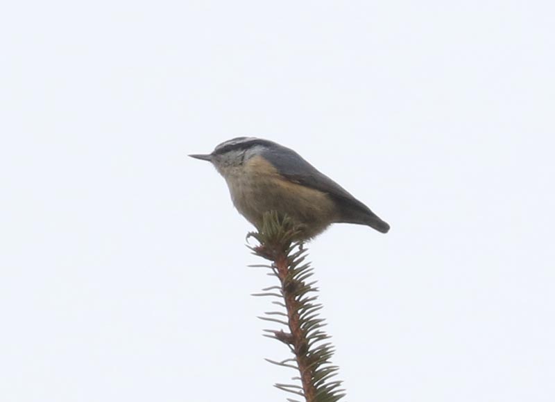 Mystery bird to be identified