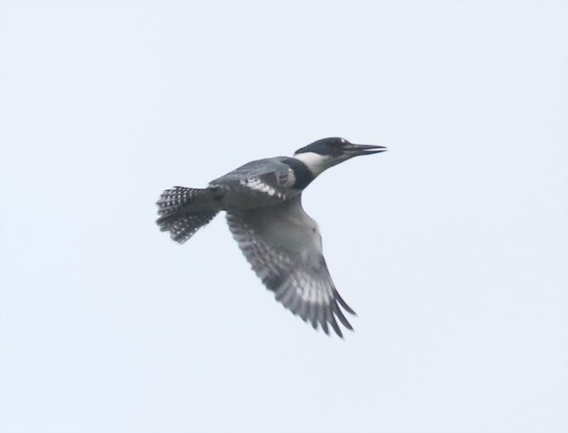Mystery bird to be identified