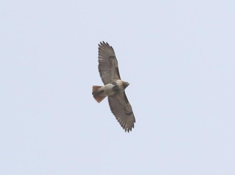 Mystery bird to be identified