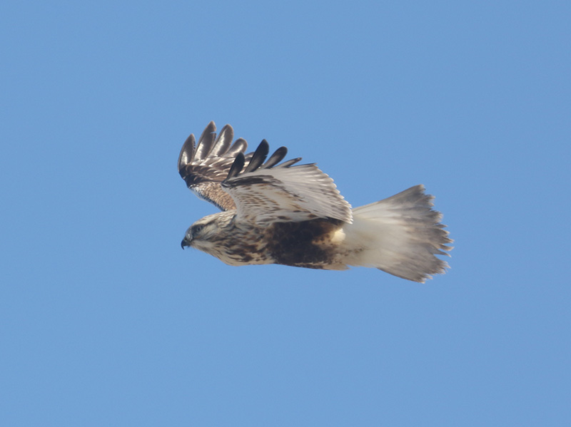 Mystery bird to be identified