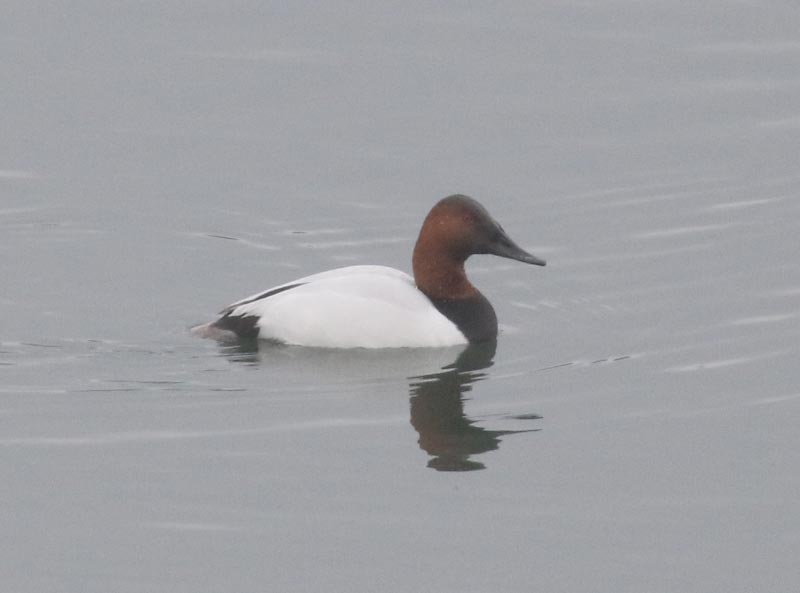 Mystery bird to be identified