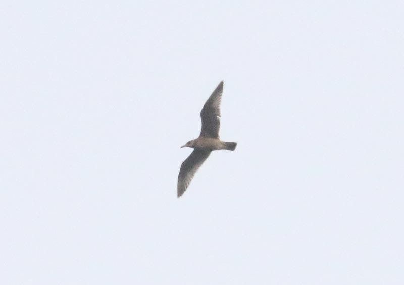 Mystery bird to be identified