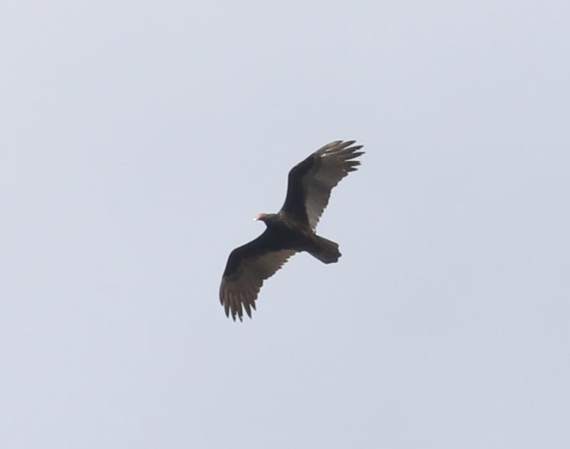 Mystery bird to be identified