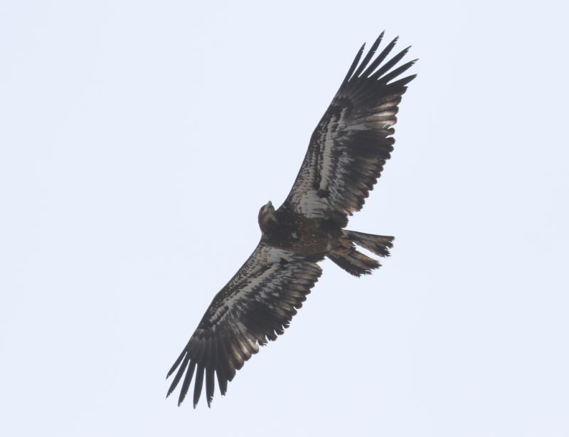 Mystery bird to be identified