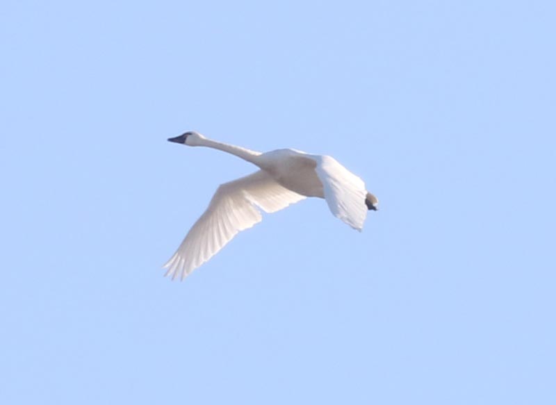 Mystery bird to be identified