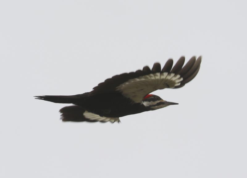 Mystery bird to be identified