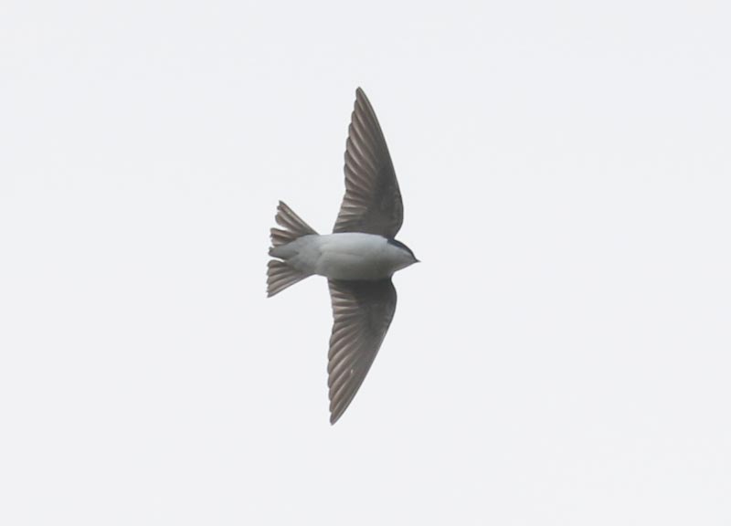 Mystery bird to be identified