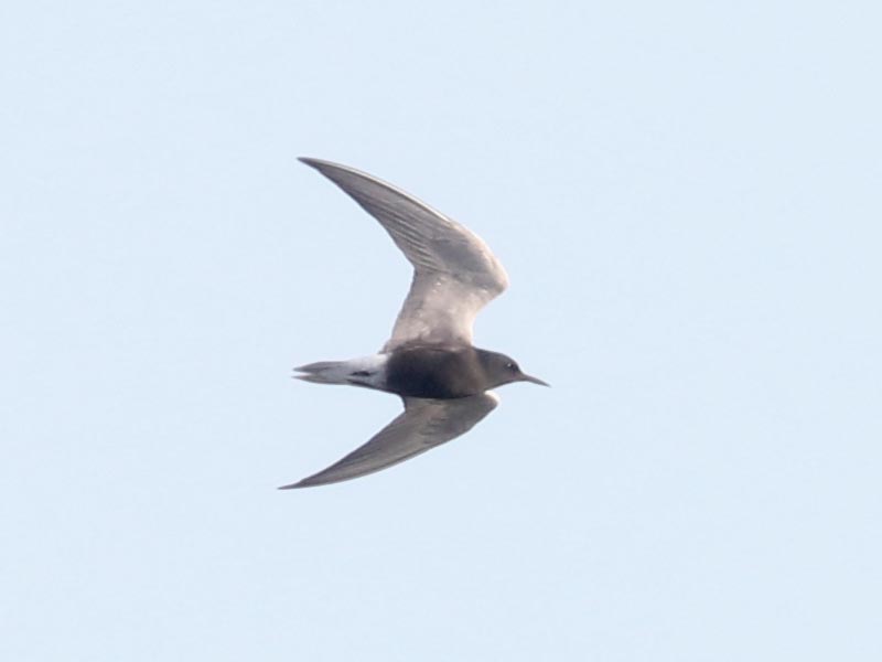Mystery bird to be identified