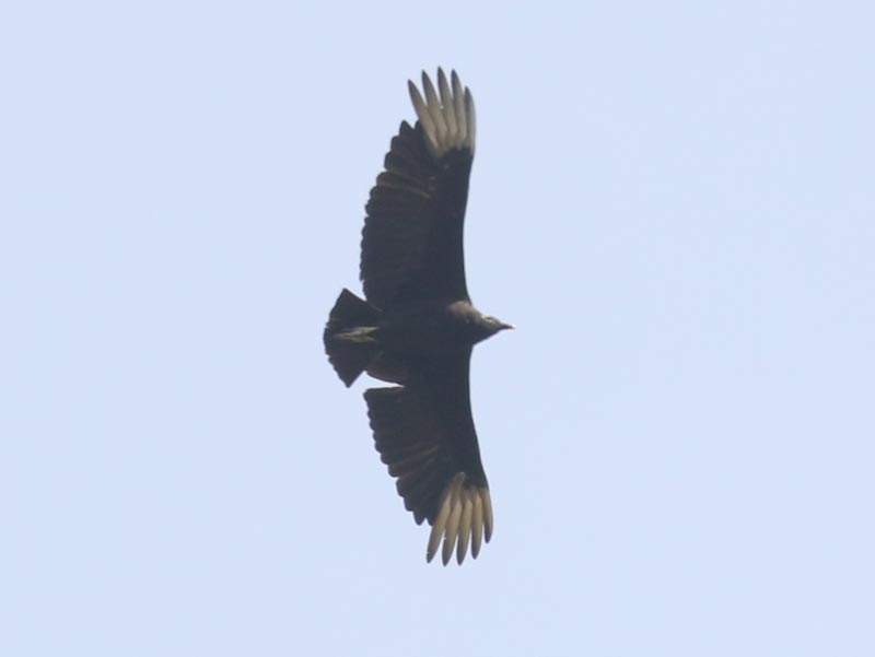 Mystery bird to be identified