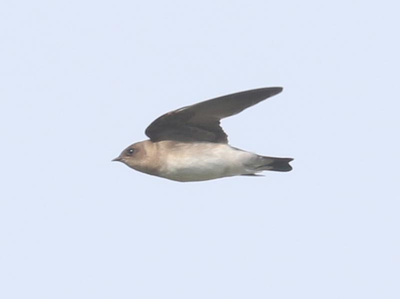 Mystery bird to be identified