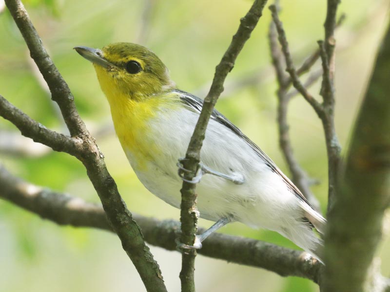 Mystery bird to be identified