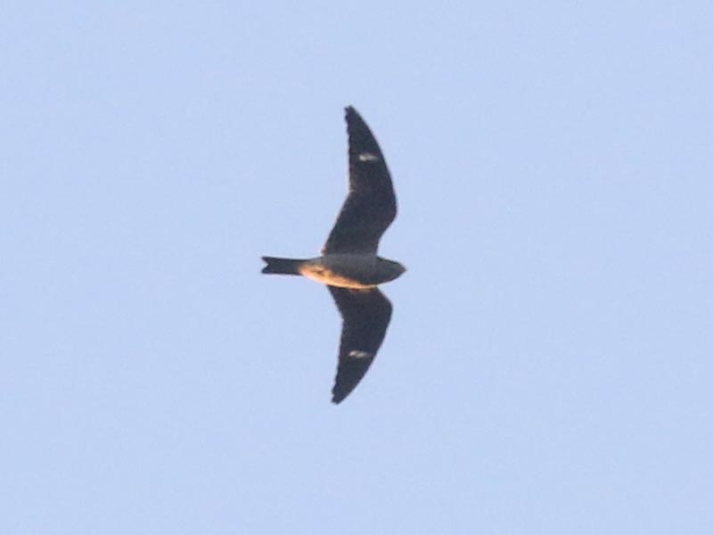 Mystery bird to be identified