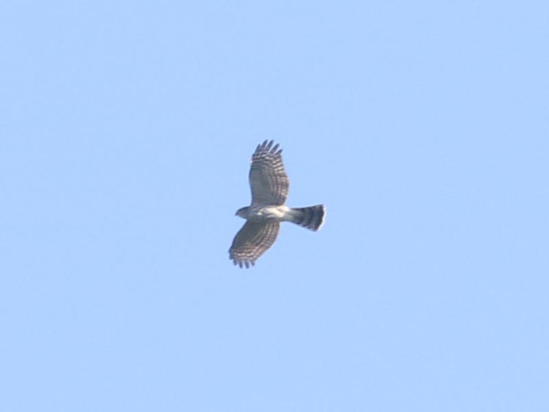 Mystery bird to be identified