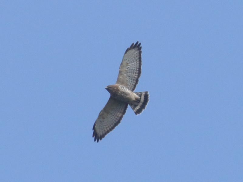 Mystery bird to be identified