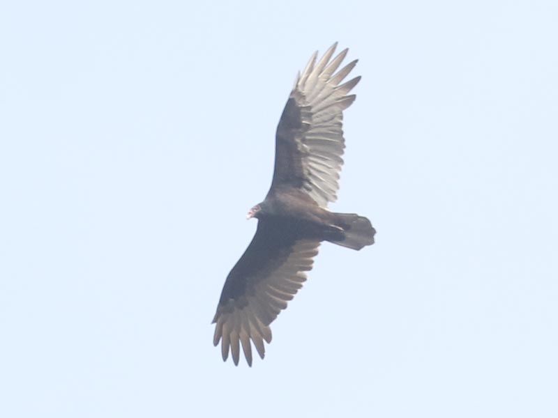 Mystery bird to be identified