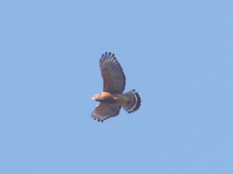 Mystery bird to be identified