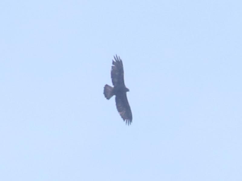 Mystery bird to be identified