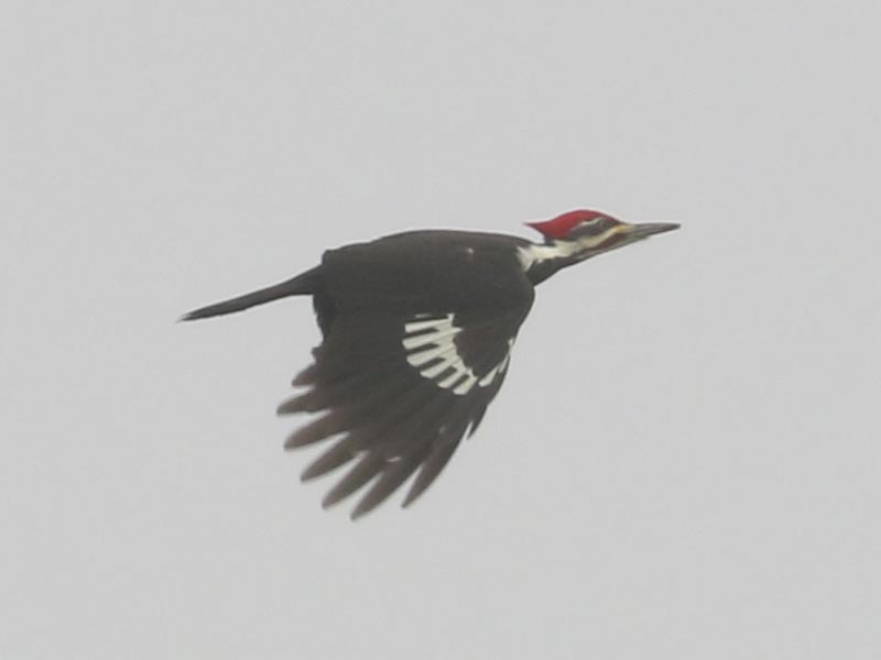 Mystery bird to be identified