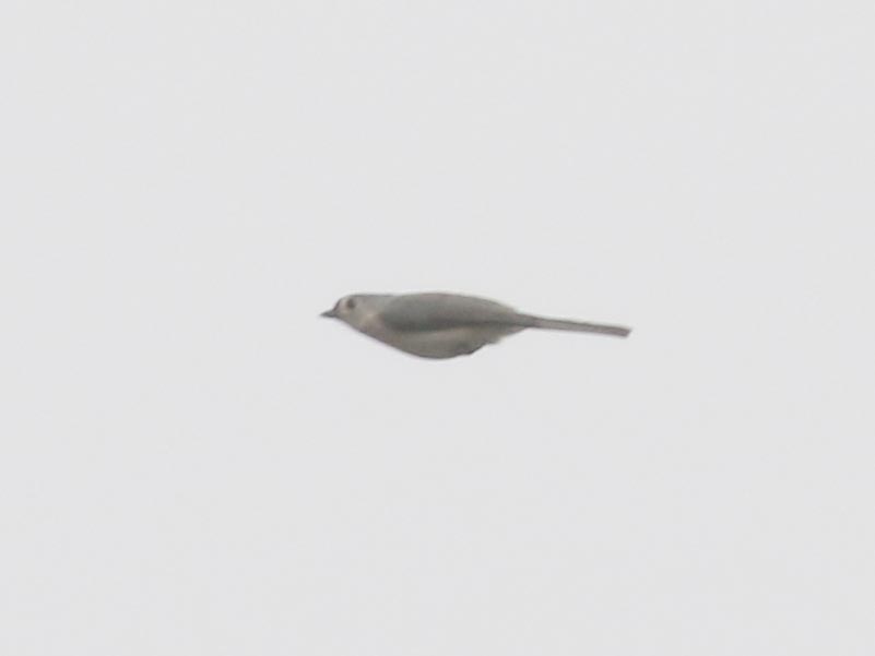 Mystery bird to be identified