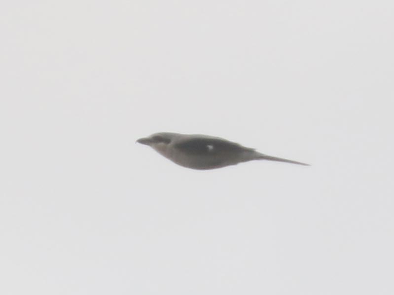 Mystery bird to be identified