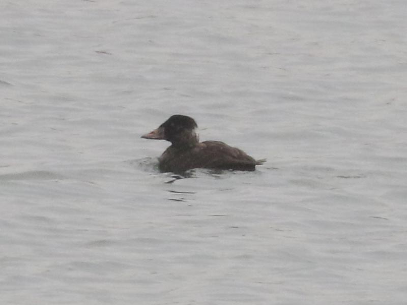 Mystery bird to be identified