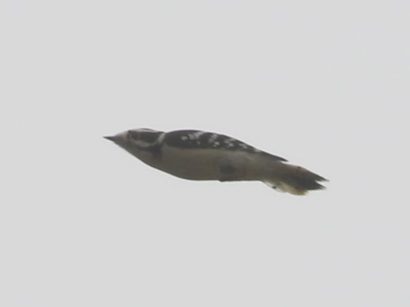Mystery bird to be identified