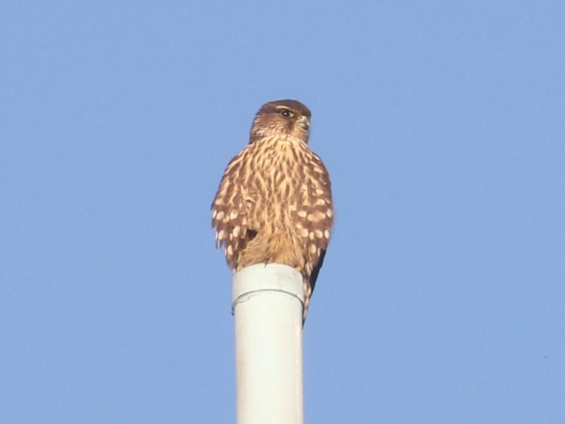 Mystery bird to be identified