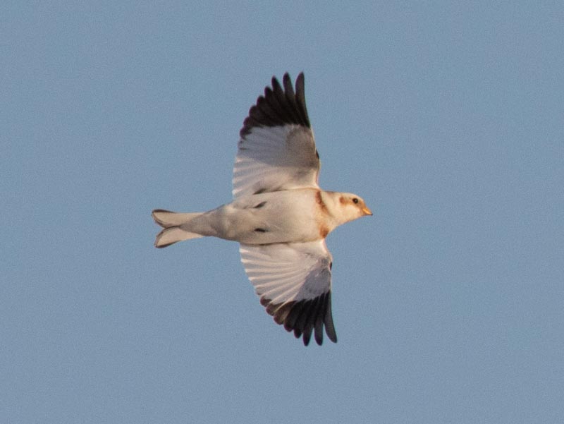 Mystery bird to be identified