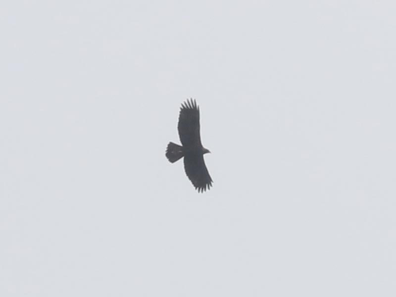 Mystery bird to be identified