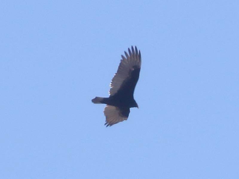 Mystery bird to be identified