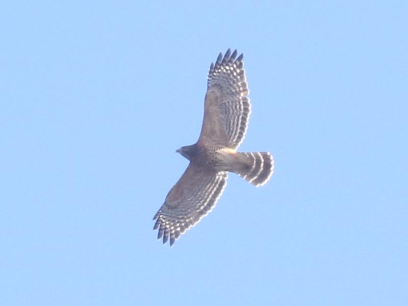 Mystery bird to be identified
