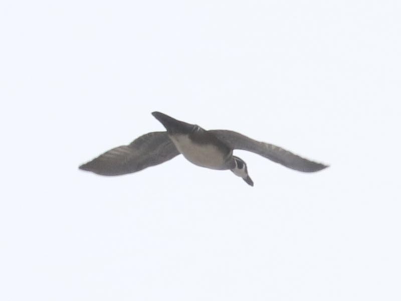 Mystery bird to be identified