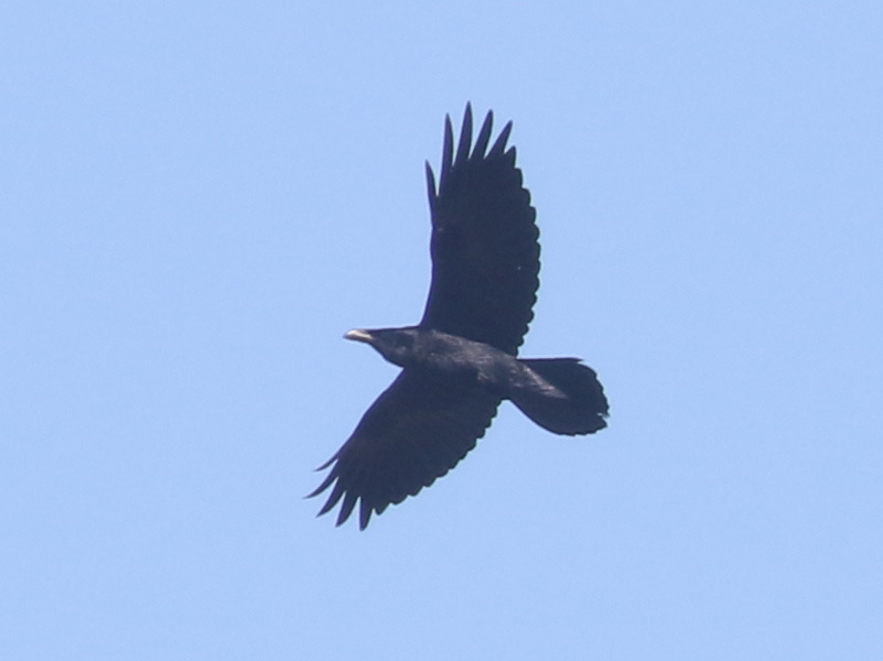 Mystery bird to be identified