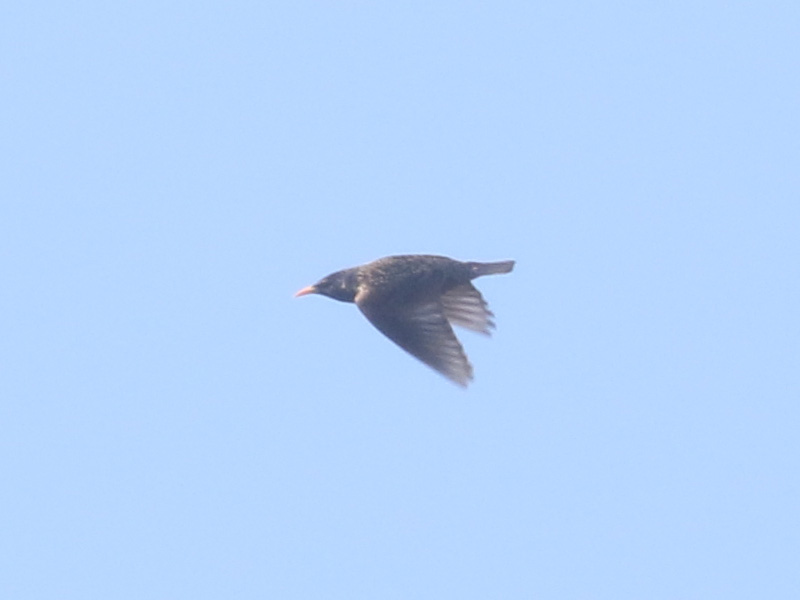 Mystery bird to be identified