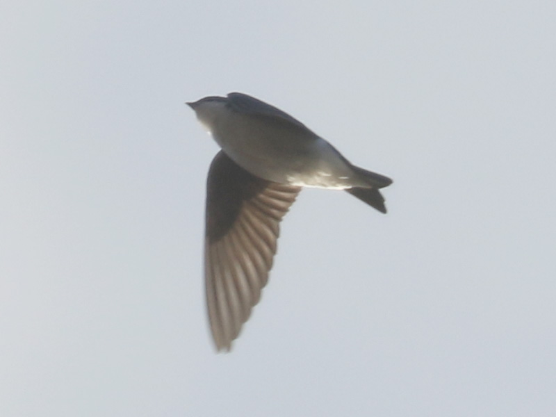 Mystery bird to be identified