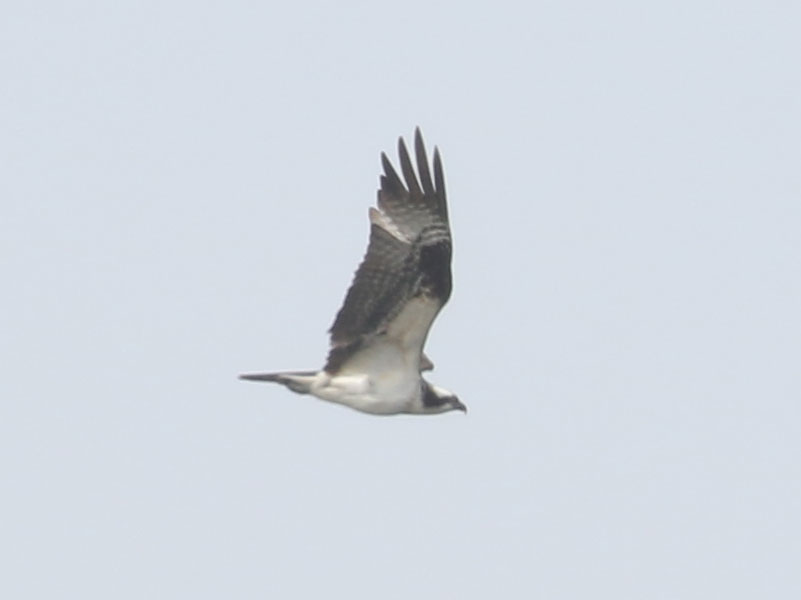 Mystery bird to be identified