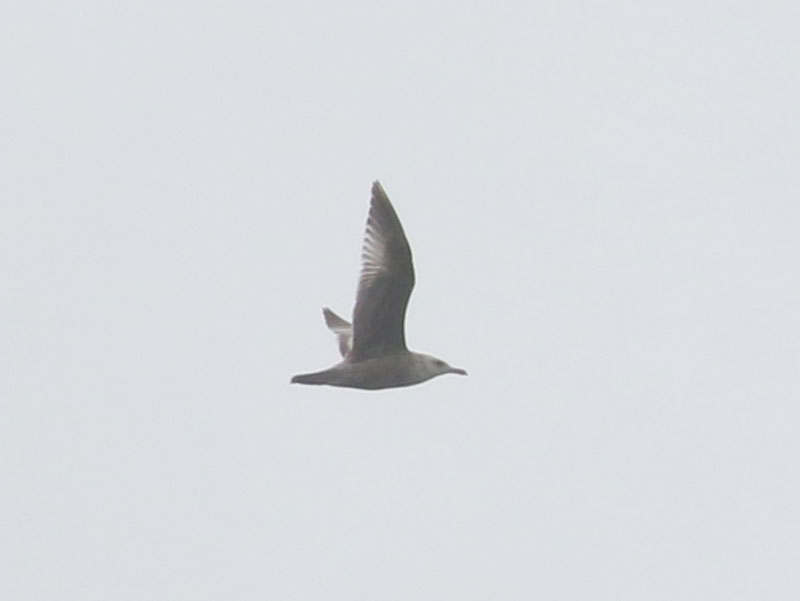 Mystery bird to be identified
